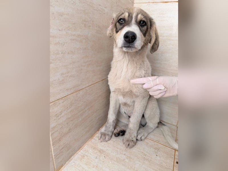 Liron – kleiner Schatz auf Familiensuche ❤