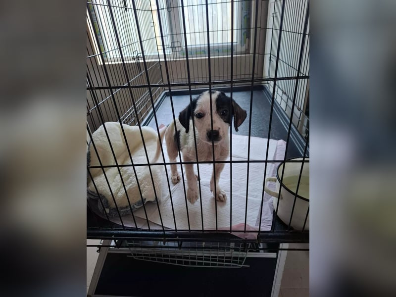 Die kleine Inara sucht ihr Zuhause ❤