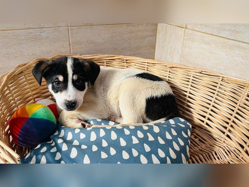 Kleiner Ivo sucht liebevolles Zuhause❤️