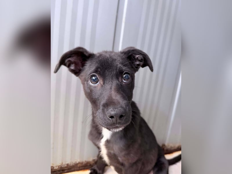 Remo – kleiner Schatz sucht ein sicheres Zuhause ❤