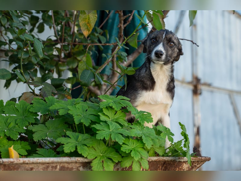 Raiko - Kleiner neugieriger Schatz auf der Suche nach liebevollen Menschen ❤️