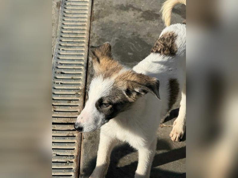 Ricky - Kleine Fellnase mit großem Herzen sucht Dich❤️