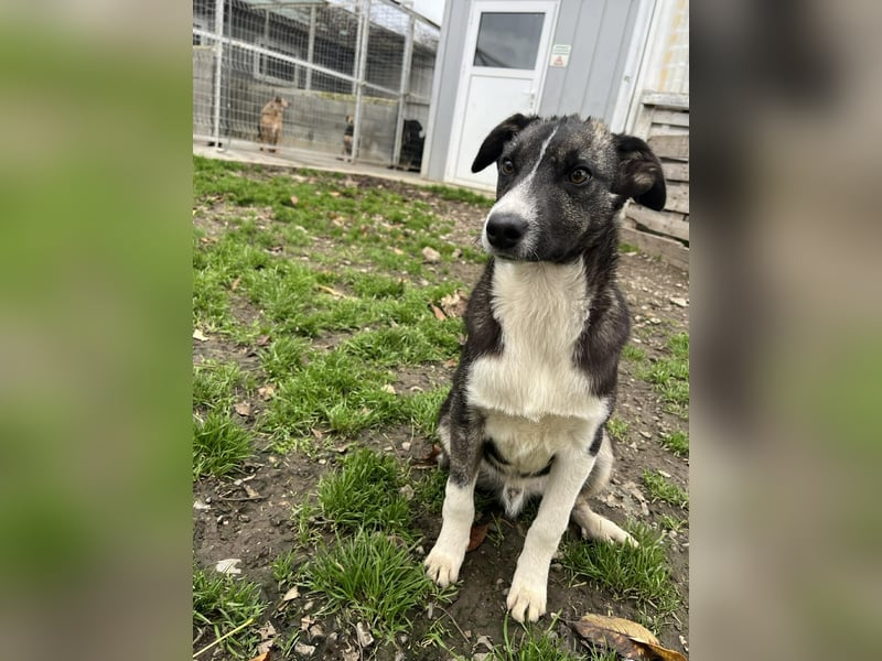 Raiko - Kleiner neugieriger Schatz auf der Suche nach liebevollen Menschen ❤️