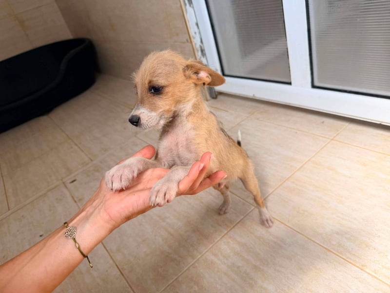 Scruffy – kleiner Welpe sucht ein liebevolles Zuhause ❤