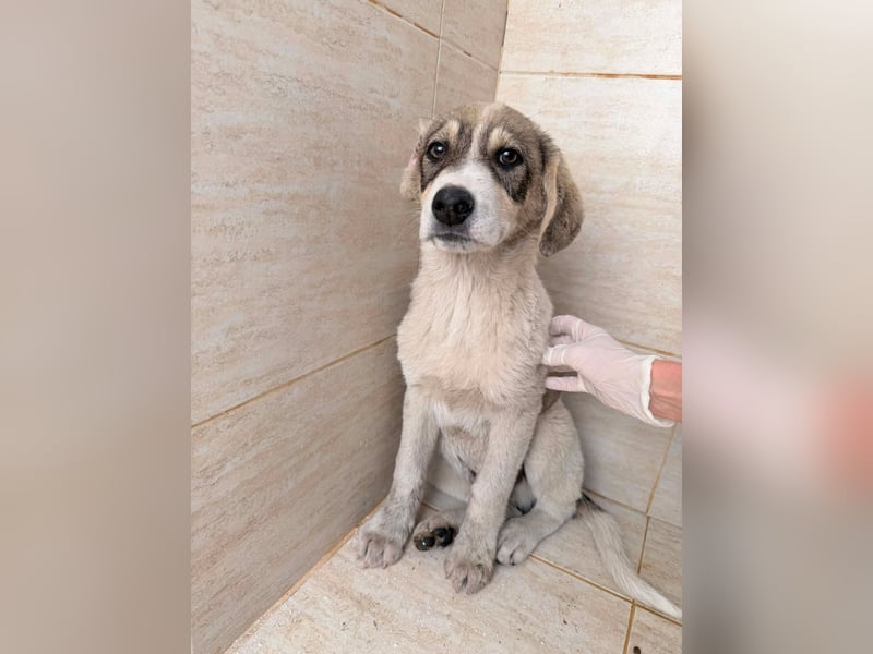 Liron – kleiner Schatz auf Familiensuche ❤