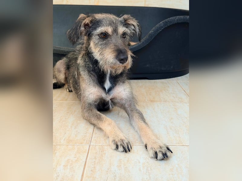 Suki - tapfere Hundemama sucht liebevolles Zuhause ❤