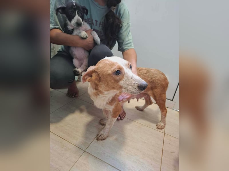 Quixi - Liebevolle Hundemama sucht ihr Zuhause ❤