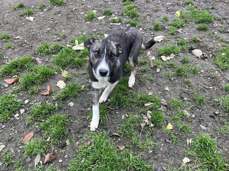 Raiko - Kleiner neugieriger Schatz auf der Suche nach liebevollen Menschen ❤️