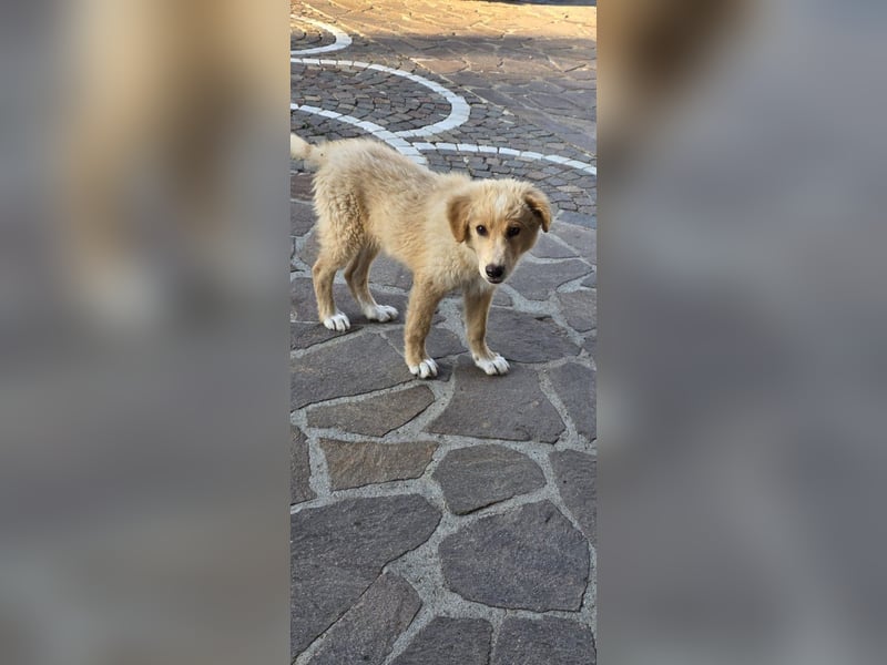 Ettore sucht sein für immer Zuhause