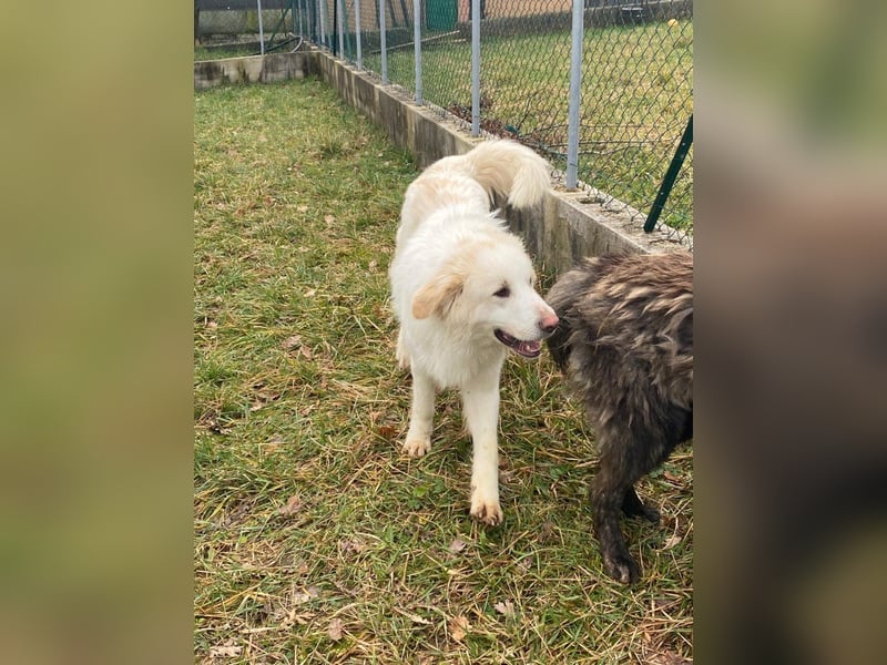 Leone sucht sein für immer Zuhause