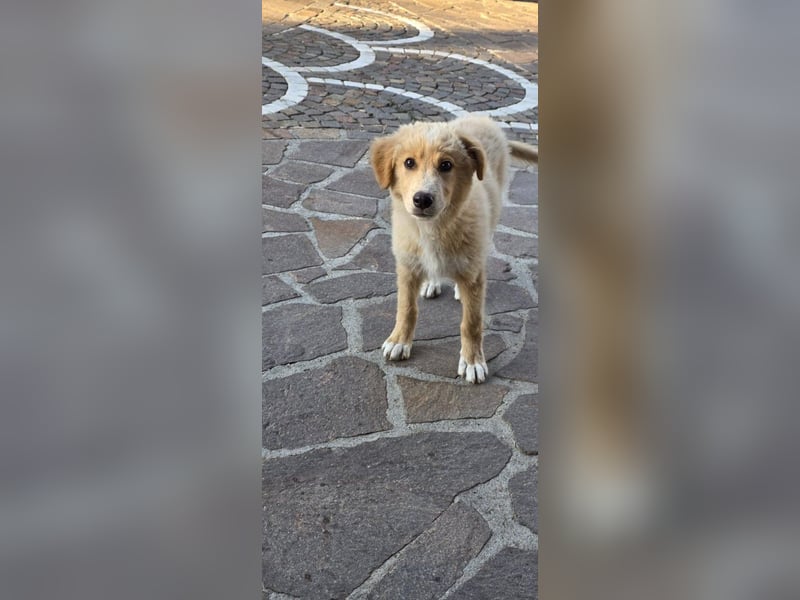 Ettore sucht sein für immer Zuhause