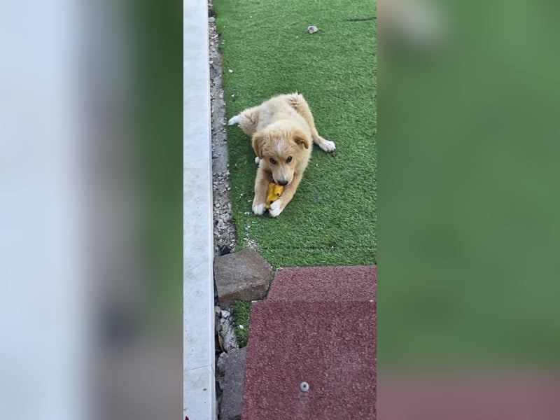 Ettore sucht sein für immer Zuhause