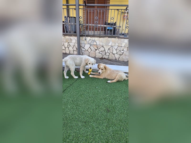 Ettore sucht sein für immer Zuhause