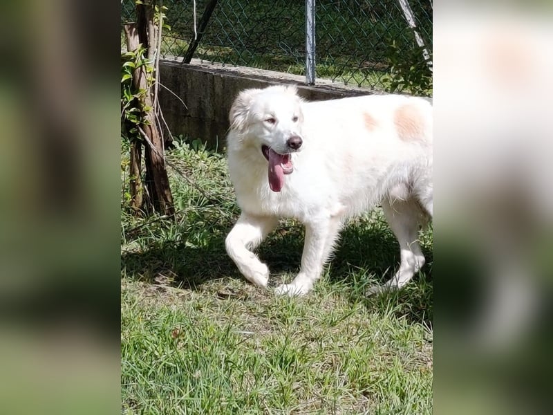 Leone sucht sein für immer Zuhause