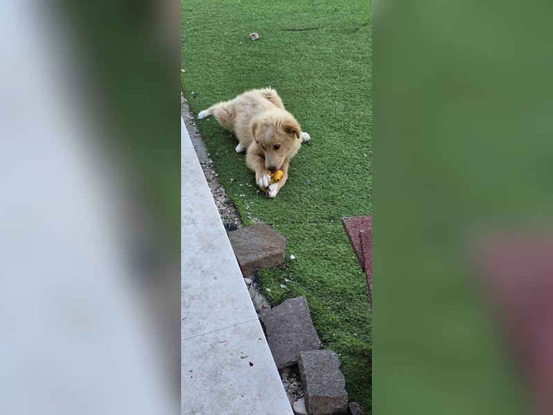 Ettore sucht sein für immer Zuhause
