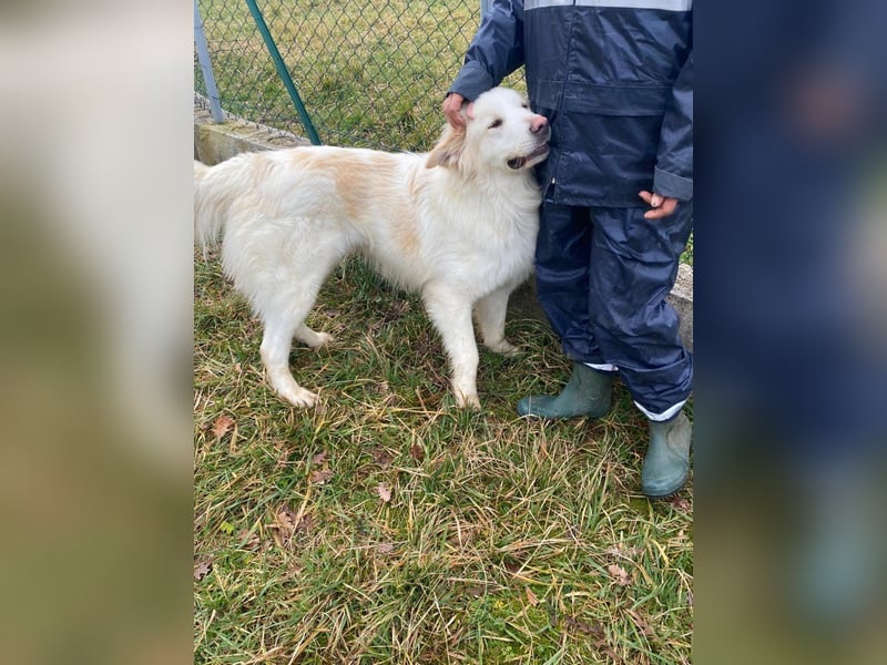 Leone sucht sein für immer Zuhause
