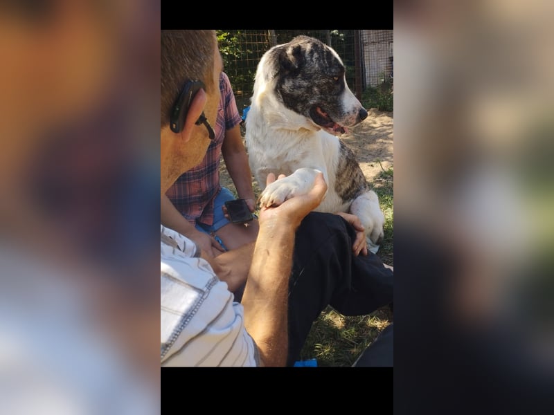 Diablo sucht seinen Garten