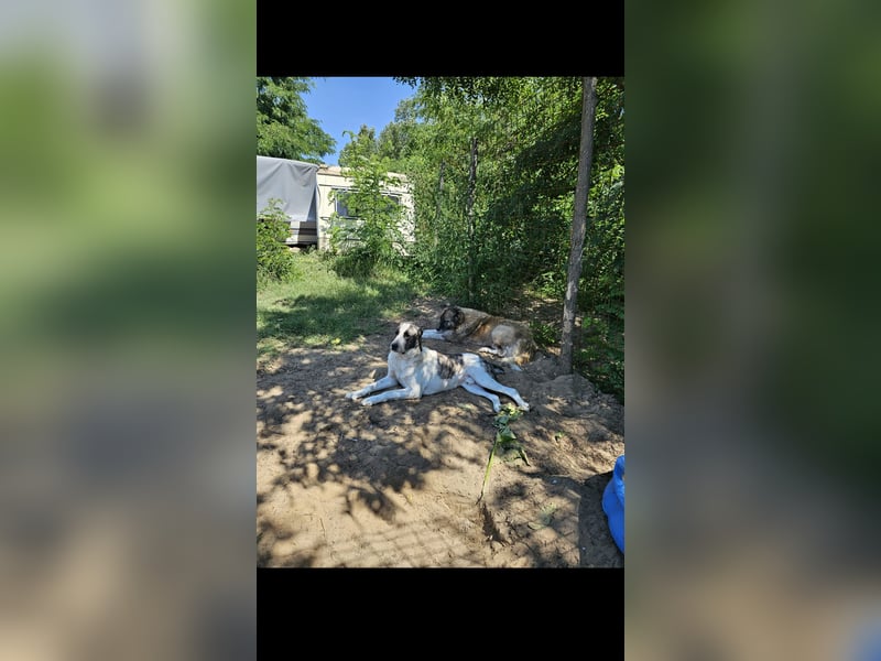 Diablo sucht seinen Garten