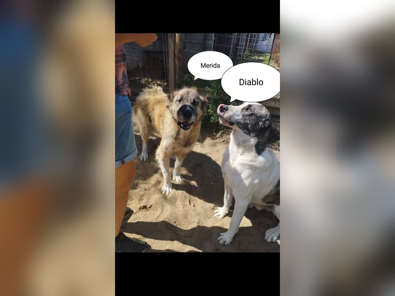 Diablo sucht seinen Garten