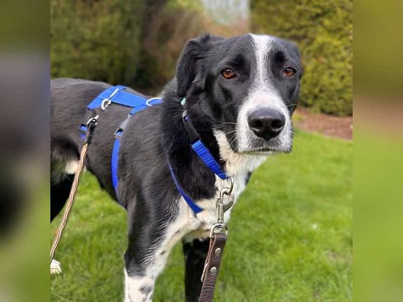 Taco - ist fröhlich&offen