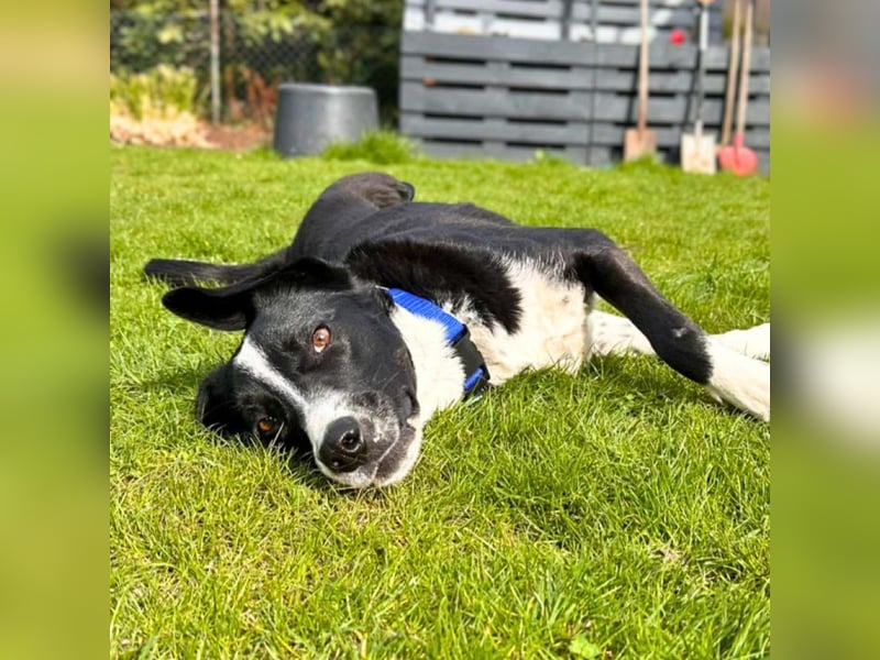 Taco - ist fröhlich&offen