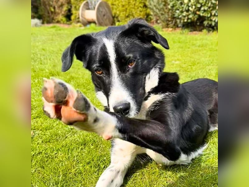 Taco - ist fröhlich&offen