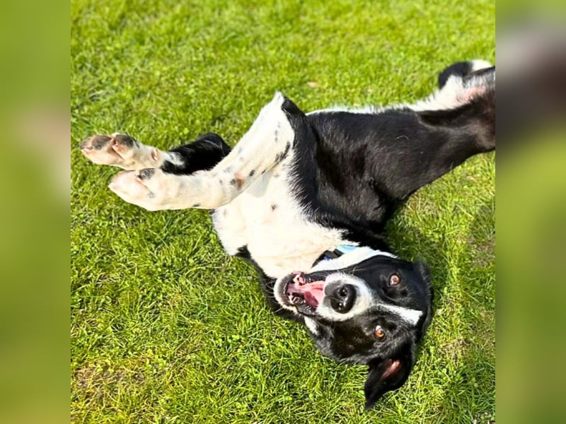 Taco - ist fröhlich&offen