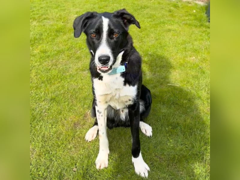 Taco - ist fröhlich&offen