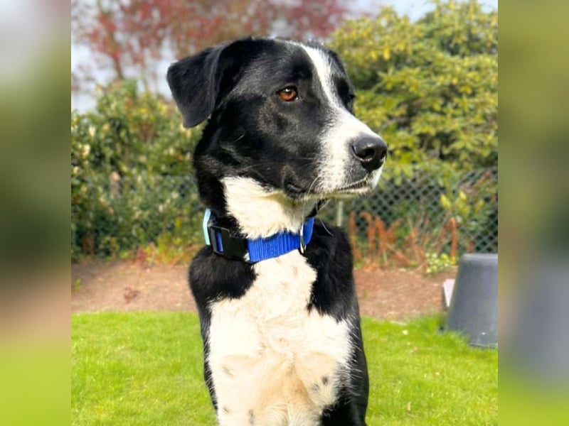 Taco - ist fröhlich&offen