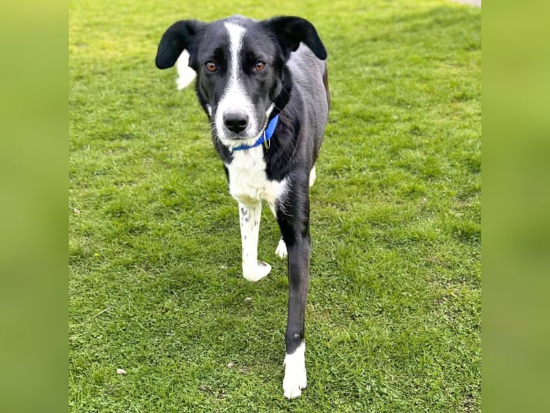 Taco - ist fröhlich&offen