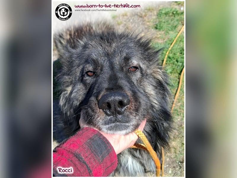 Sanfter Riese Rocci auf der Suche nach seinen Menschen