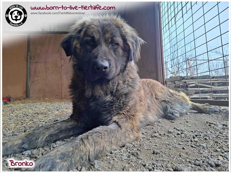 Bronko auf der suche nach seinem Glück