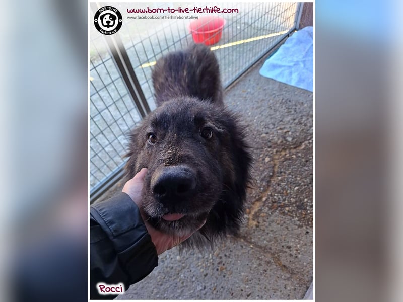 Sanfter Riese Rocci auf der Suche nach seinen Menschen