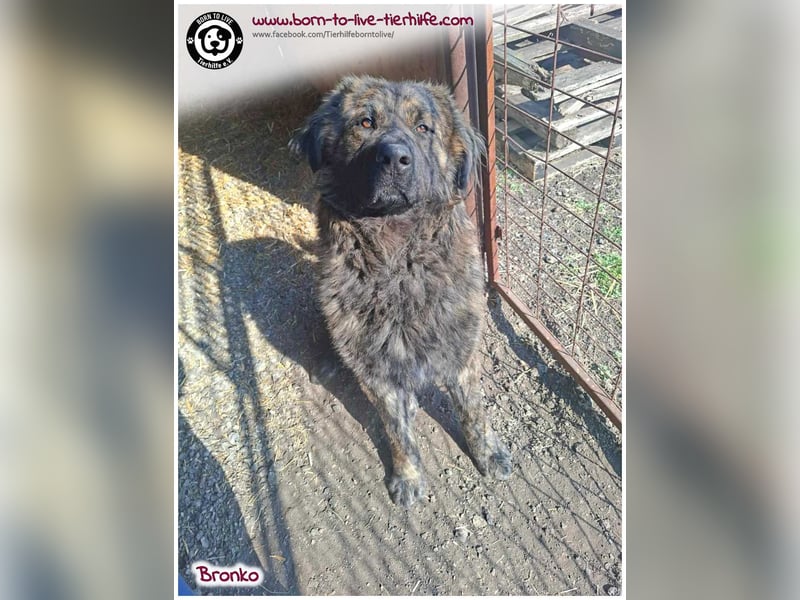 Bronko auf der suche nach seinem Glück