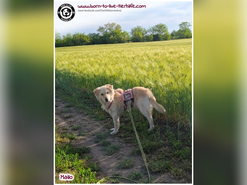Traumhund Mailo auf der Suche nach einem liebevollen Zuhause
