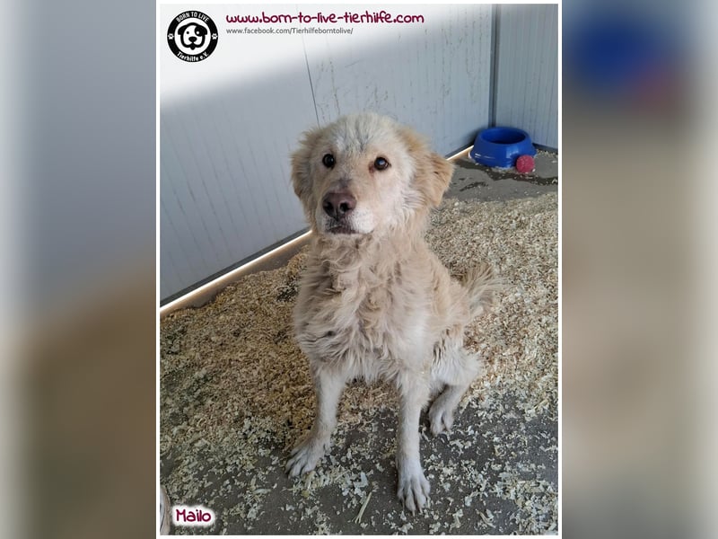 Traumhund Mailo auf der Suche nach einem liebevollen Zuhause