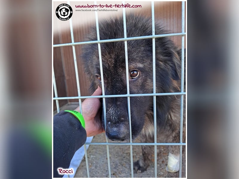 Sanfter Riese Rocci auf der Suche nach seinen Menschen