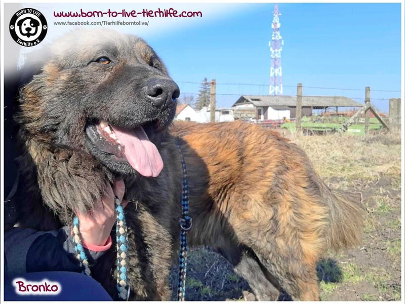 Bronko auf der suche nach seinem Glück