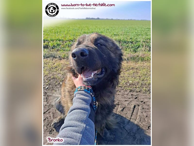 Bronko auf der suche nach seinem Glück