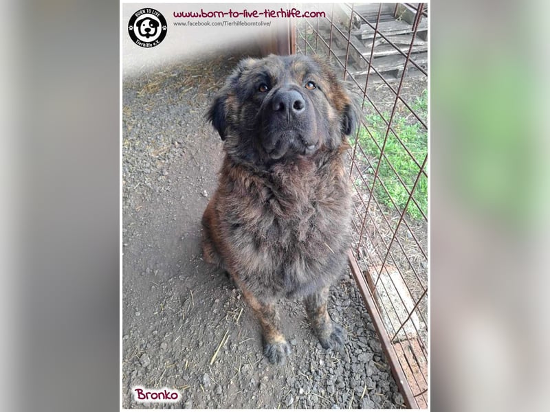 Bronko auf der suche nach seinem Glück