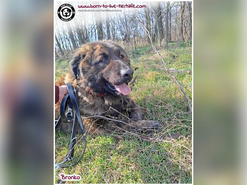 Bronko auf der suche nach seinem Glück