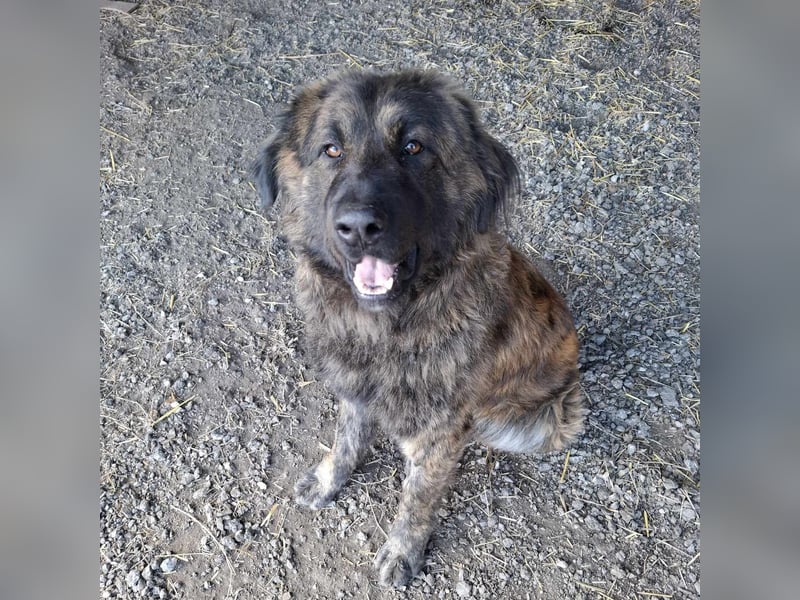 Bronko auf der suche nach seinem Glück