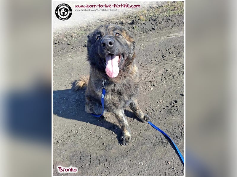 Bronko auf der suche nach seinem Glück