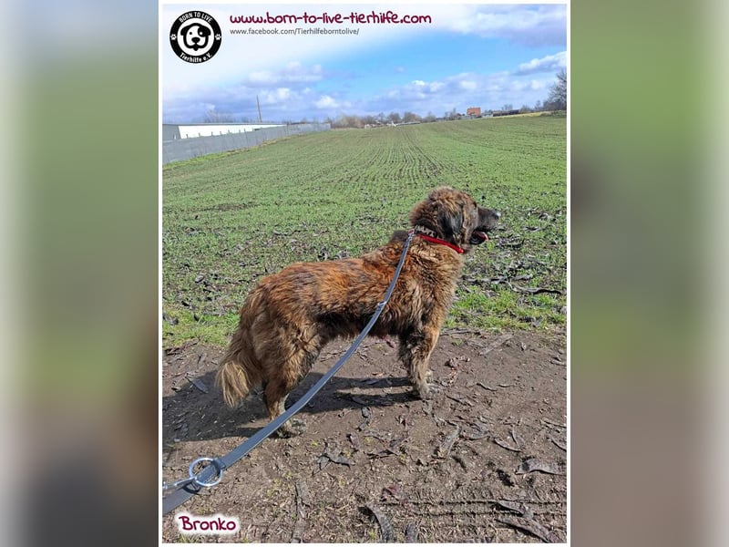 Bronko auf der suche nach seinem Glück