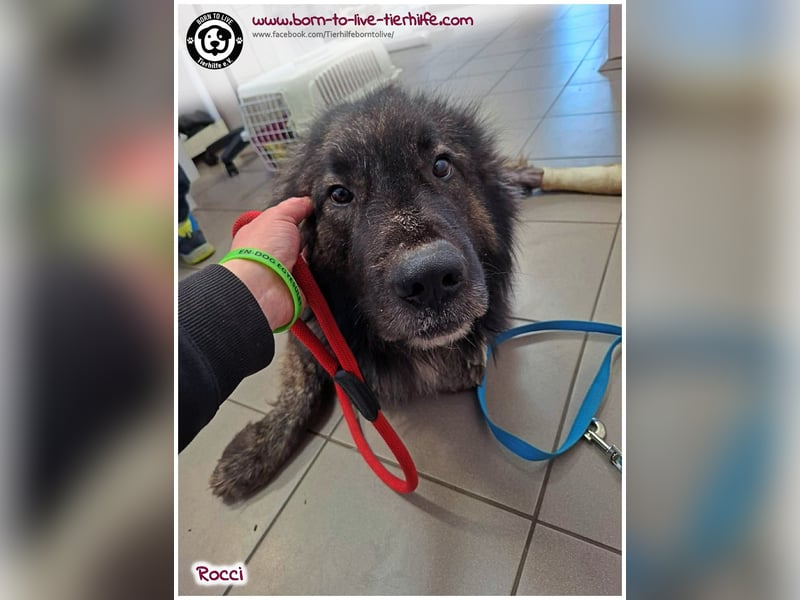 Sanfter Riese Rocci auf der Suche nach seinen Menschen