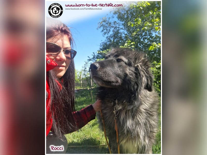 Sanfter Riese Rocci auf der Suche nach seinen Menschen