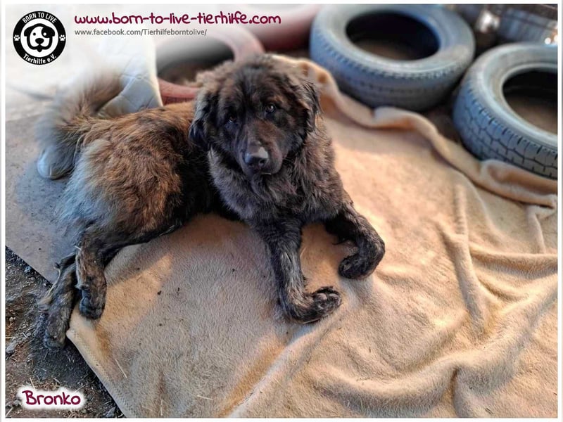 Bronko auf der suche nach seinem Glück