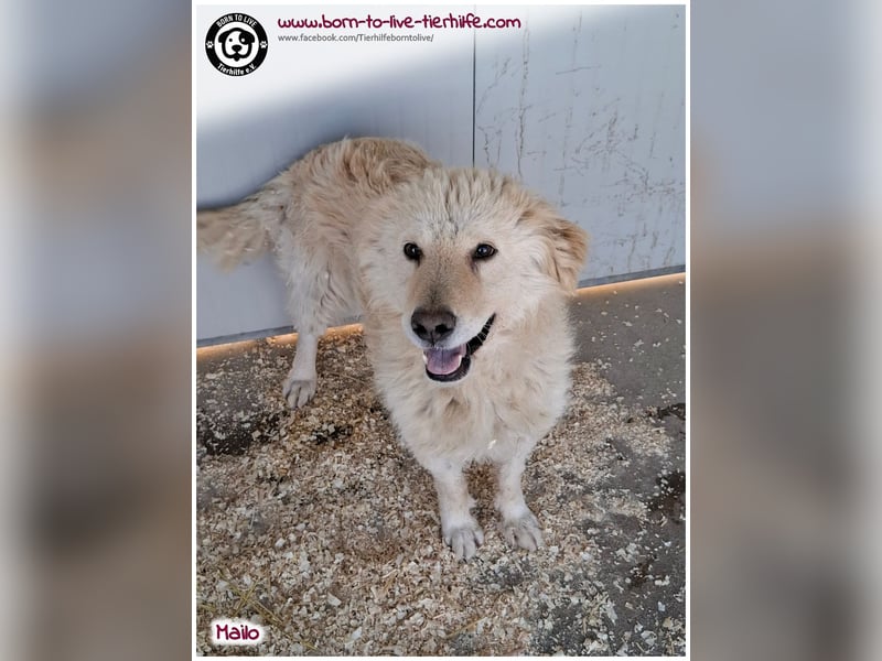 Traumhund Mailo auf der Suche nach einem liebevollen Zuhause