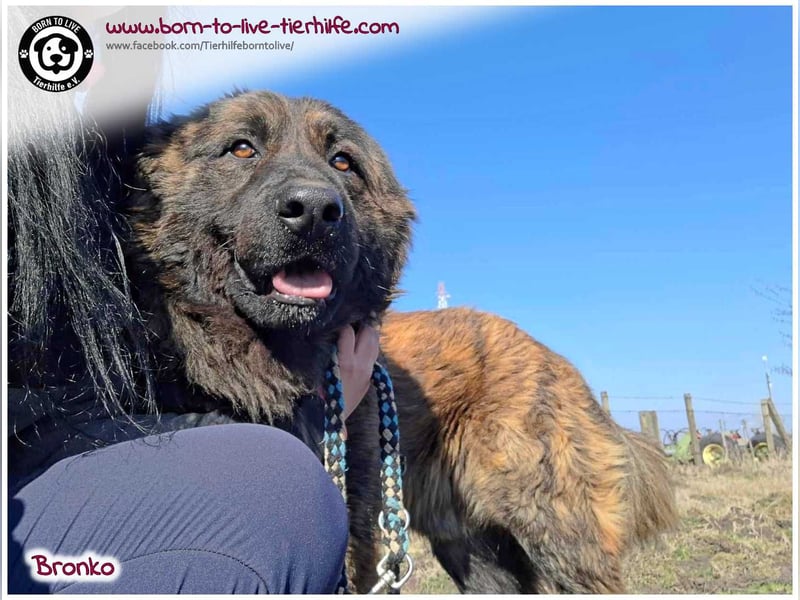 Bronko auf der suche nach seinem Glück