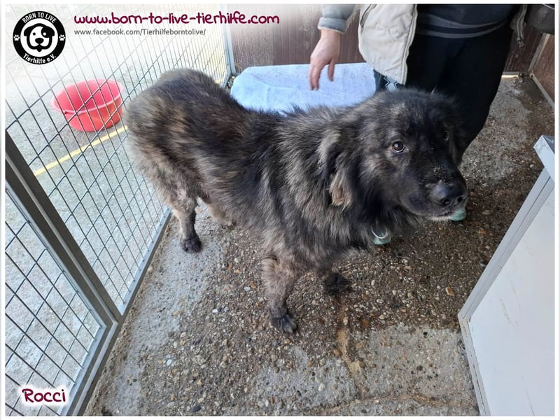 Sanfter Riese Rocci auf der Suche nach seinen Menschen